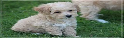 Maltipoo honden te koop: Leuke Maltipoo pups. - Advertentie 10