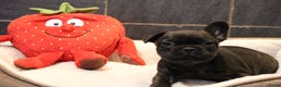 Franse Bulldog honden te koop: Franse Bulldog pups - Advertentie 10