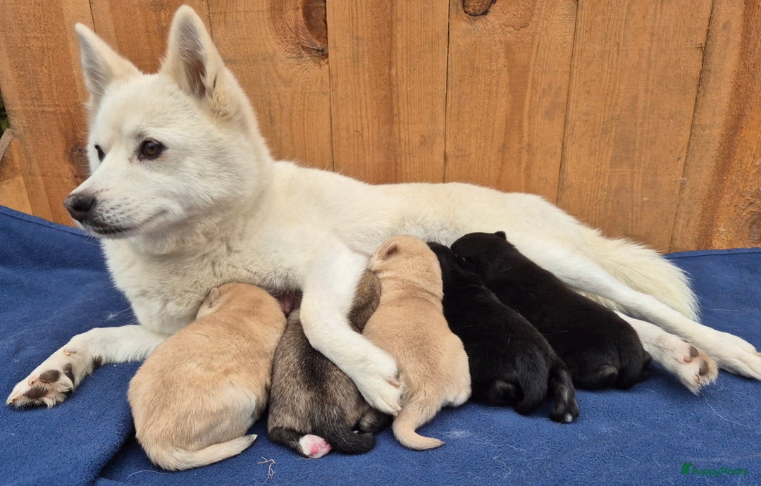 Kruising honden te koop: Pomsky x Shiba inu pups - Advertentie 18
