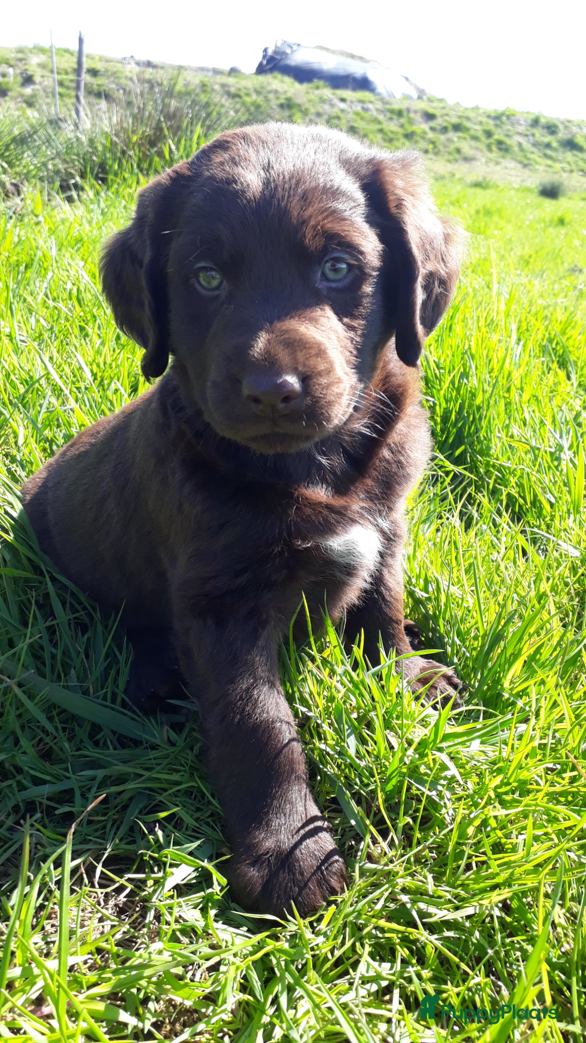 Kruising honden Friese Stabij X Labrador/Friese Stabij reutje pup - Advertentie 2