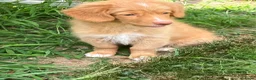 Nova Scotia Duck Tolling Retriever honden te koop: Nova Scotia duck tolling retriever pups,  - Advertentie 5