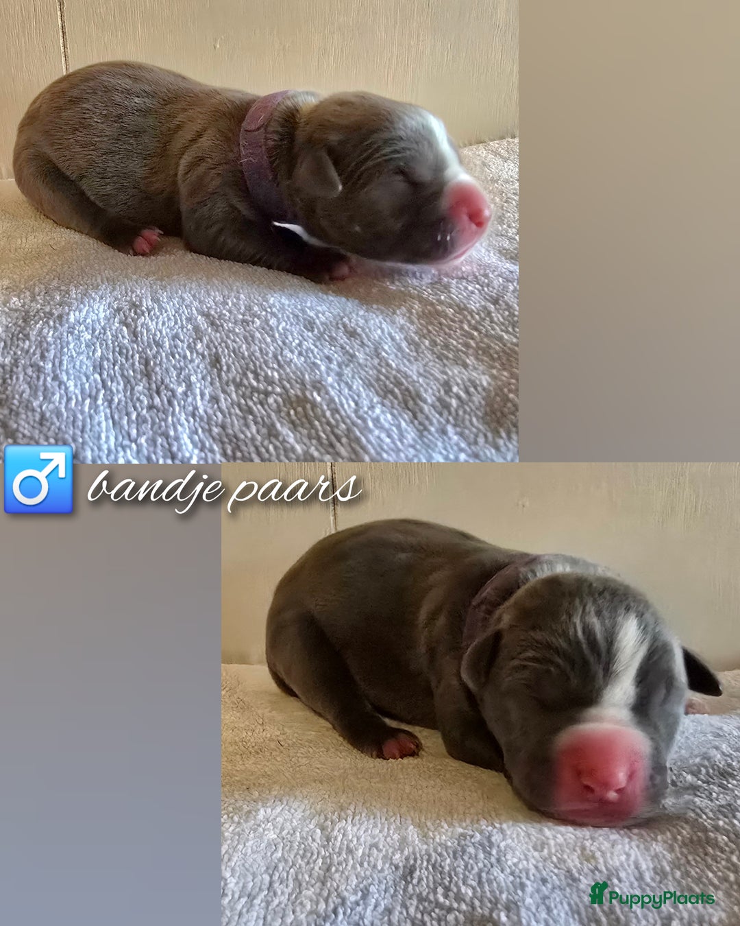 Amerikaanse Bully honden te koop: American Bully XL pups ABKC stamboom - Advertentie 8