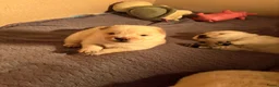 Chow Chow honden te koop: 1 teefje beschikbaar  - Advertentie 4