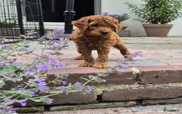 Poedel honden te koop: Middenslag poedels in Schuinesloot - Afbeelding 2