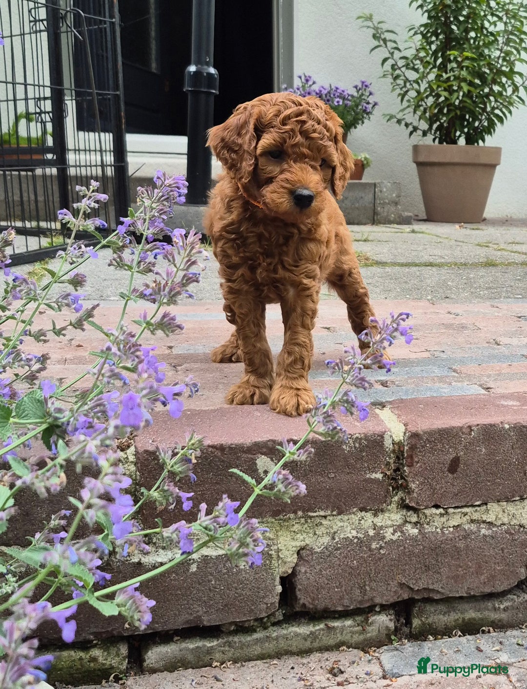 Poedel honden te koop: Middenslag poedels in Schuinesloot - Afbeelding 2