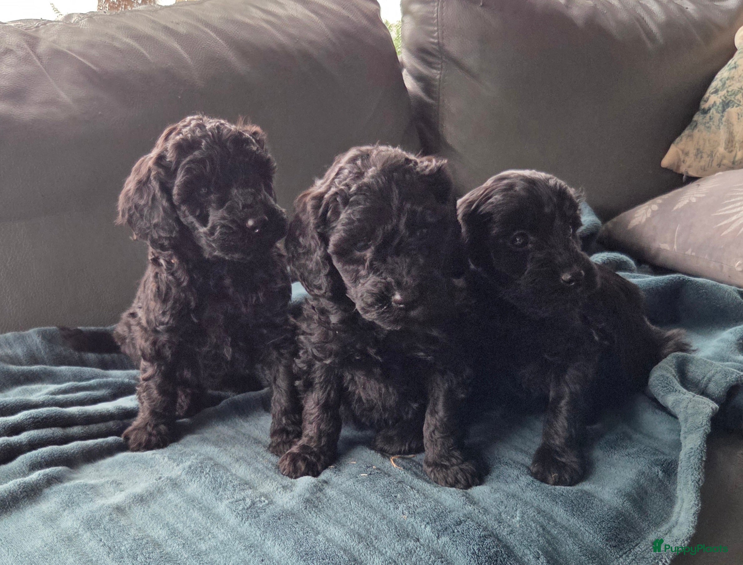 Kruising honden Labradoodle pups F4 teefjes zwart - Advertentie 2