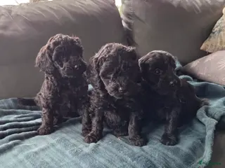 Kruising honden Labradoodle pups F4 teefjes zwart - Advertentie 2
