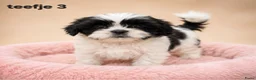 Kruising honden te koop: Prachtige boomer pups. Shih tzu maal maltezer. - Advertentie 7