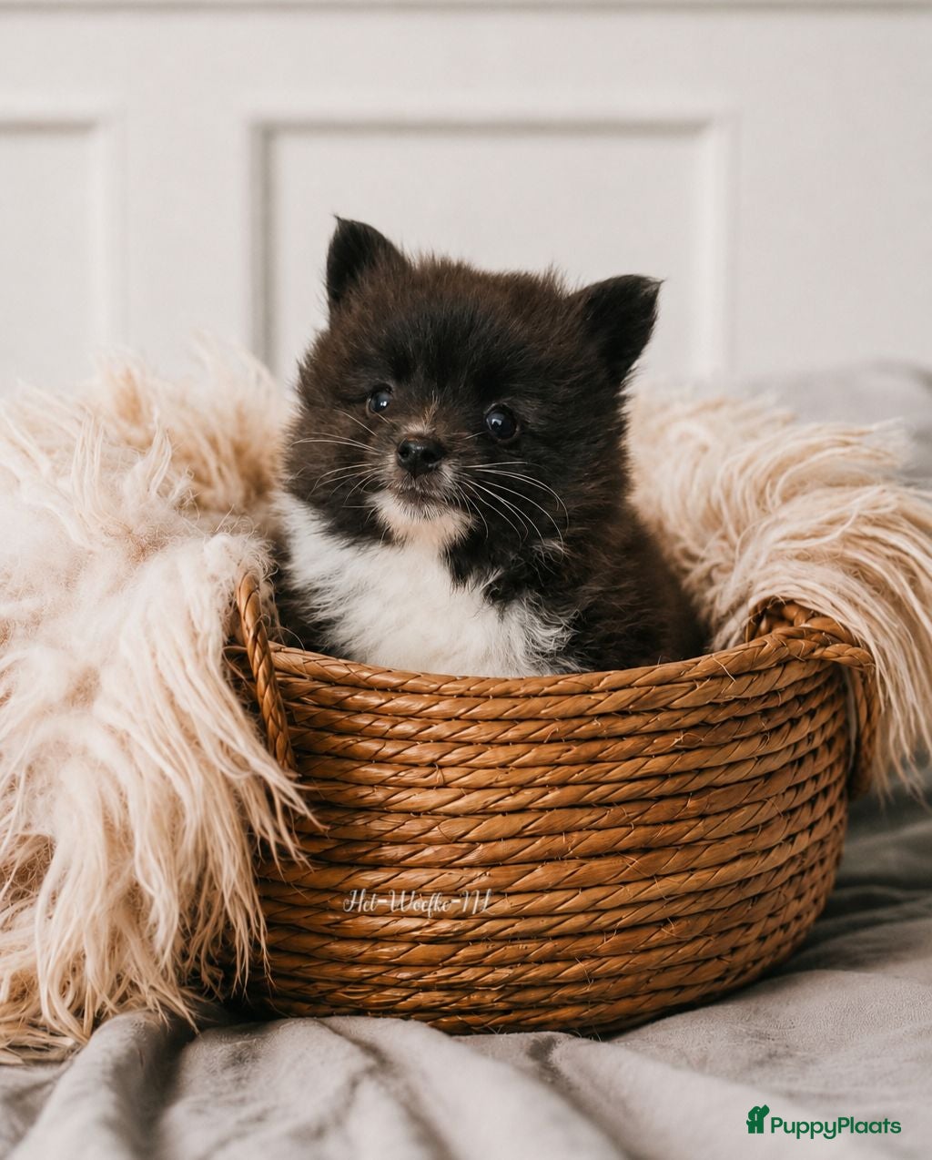 Pomsky honden Nuts 💙 F1b pomsky reu - Advertentie 3