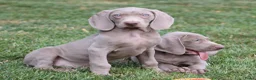 Weimarse Staande Hond korthaar honden te koop: Weimaraner pups - Advertentie 4