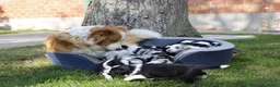 Border Collie honden te koop: Border Collie pups - Advertentie 23