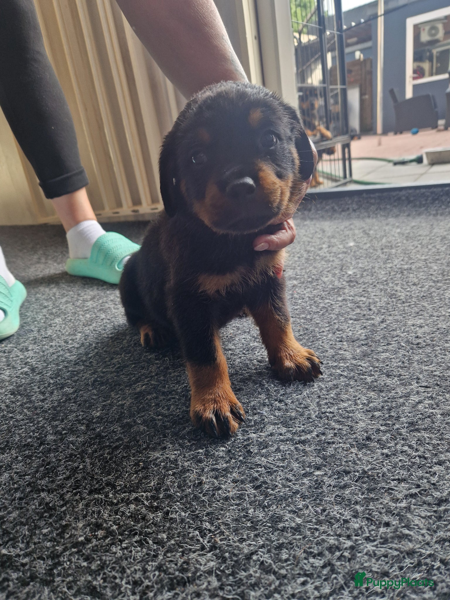 Rottweiler honden te koop: Super mooie rottweilerpups - Advertentie 2