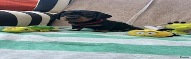 Teckel (korthaar)  Puppy 3