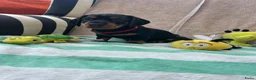 Teckel (korthaar)  honden te koop:  Prachtige standaard korthaar teckels pups  - Advertentie 18