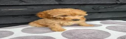 Labradoodle honden te koop: Labradoodle Onwijs mooie Teefjes Beschikbaar  - Advertentie 3