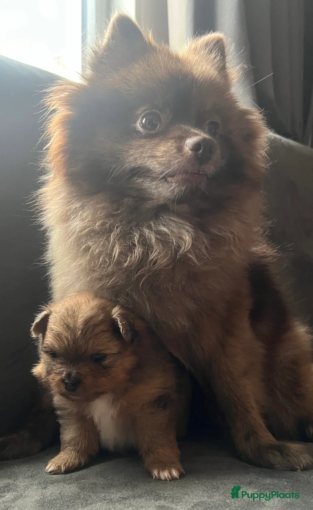 Pomeriaan honden te koop: Alle pups zijn gereserveerd ❤️ - Advertentie 11