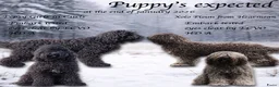 Barbet honden te koop: Barbet pups - Advertentie 6