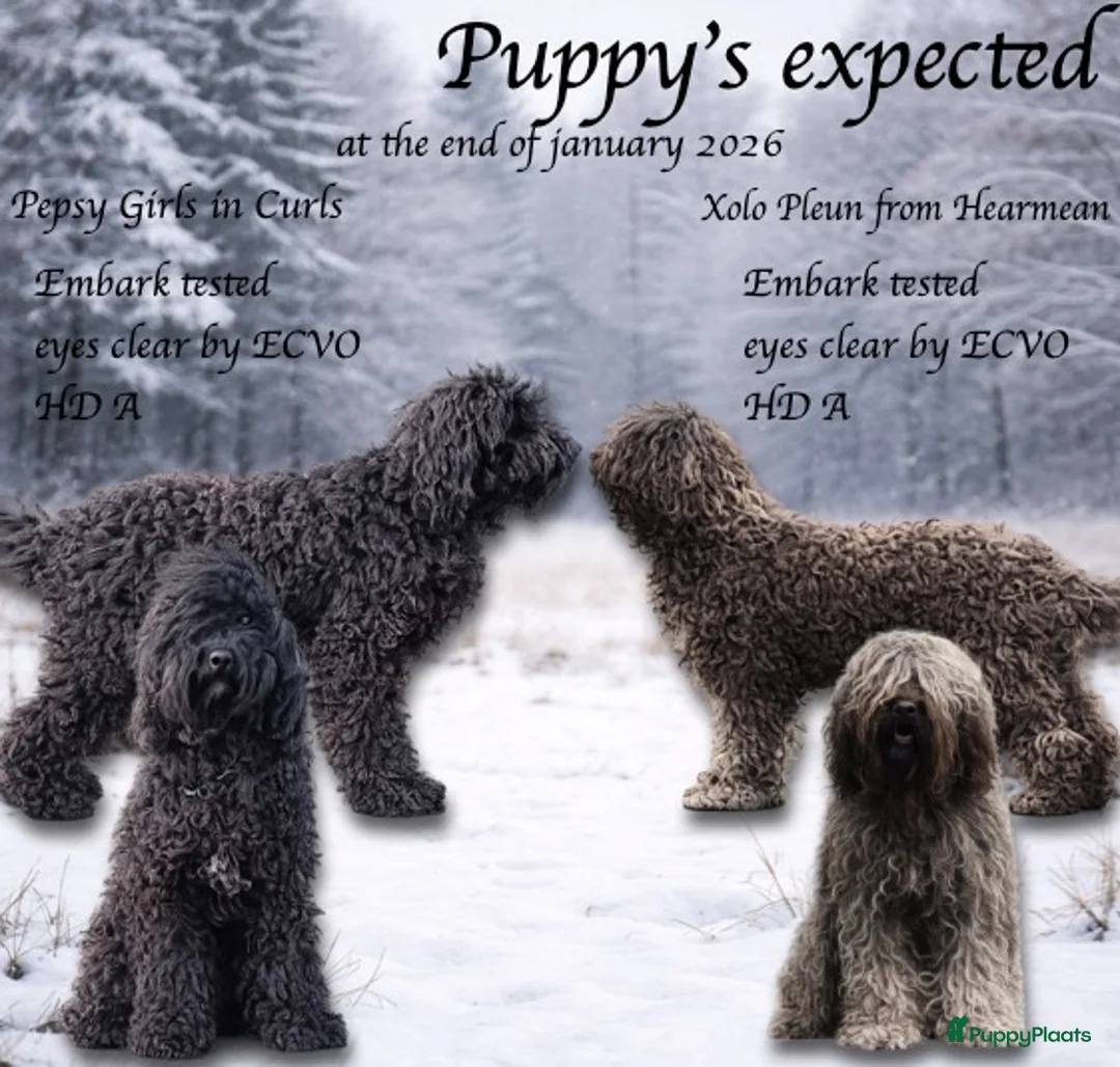 Barbet honden te koop: Barbet pups - Advertentie 6
