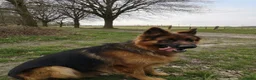 Duitse Herder honden te koop: Langstokharige Duitse Herder puppies zw.en zw/br  - Advertentie 6