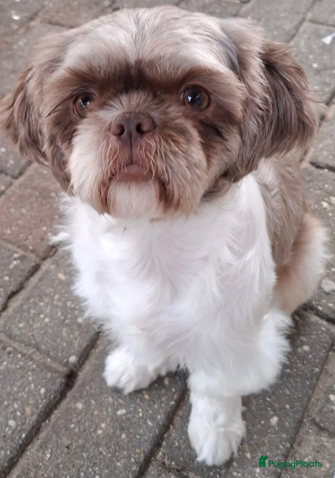Kruising honden te koop: Prachtig Shiranian F1 pup reu shih tzu x pomeriaan - Advertentie 29