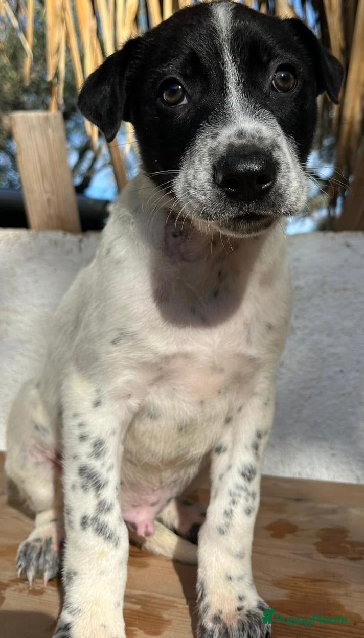 Kruising honden gerit wil heel graag een warme mand!  - Advertentie 7