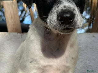 Kruising honden gerit wil heel graag een warme mand! - Advertentie 8