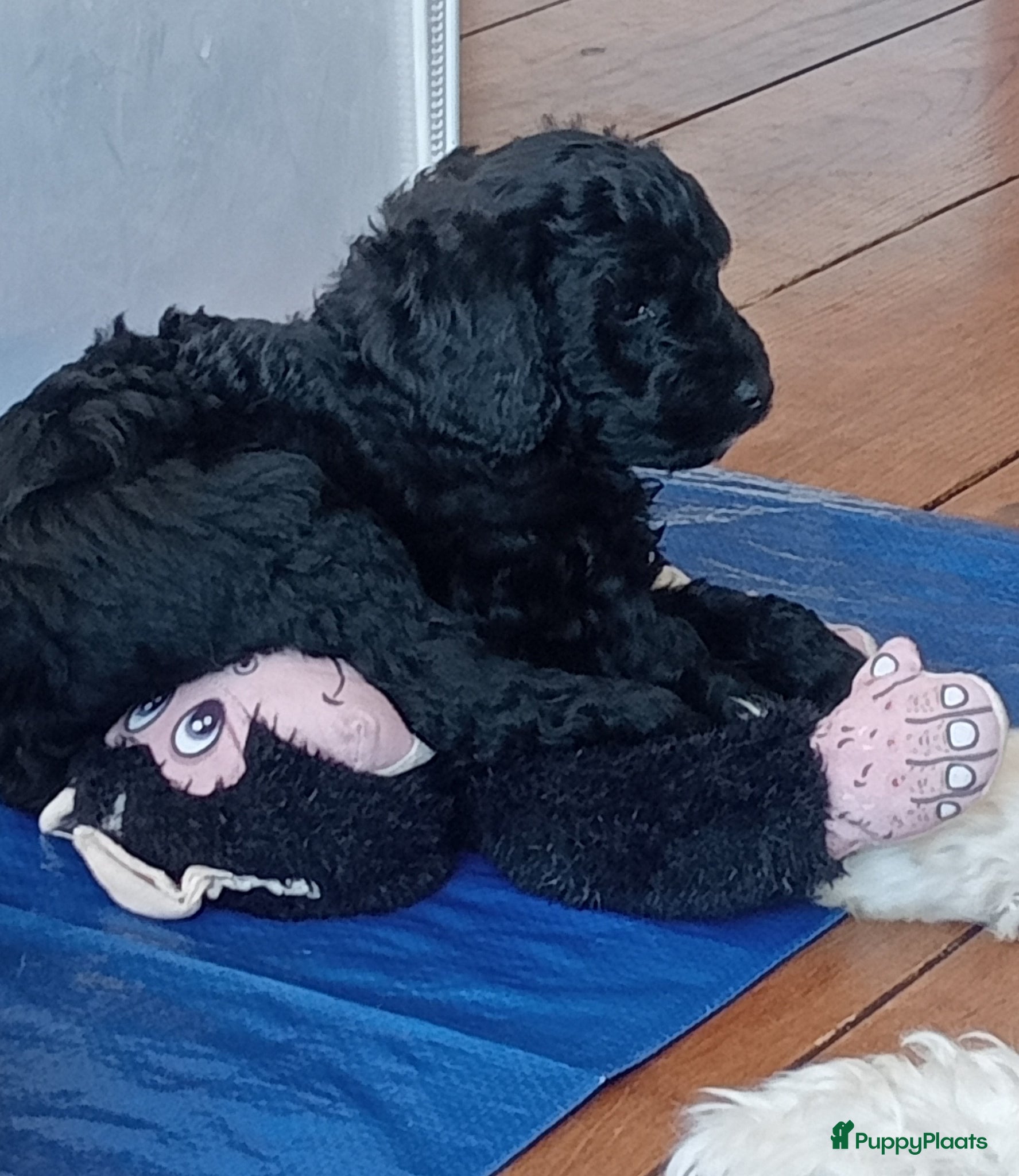 Labradoodle honden te koop: Labradoodle puppies  - Advertentie 14
