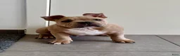 Amerikaanse Bully honden ter dekking: American Bully pocket dekreu  - Advertentie 12