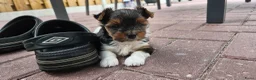 Biewer Terrier honden te koop: Biewer teriër reutje - Advertentie 5