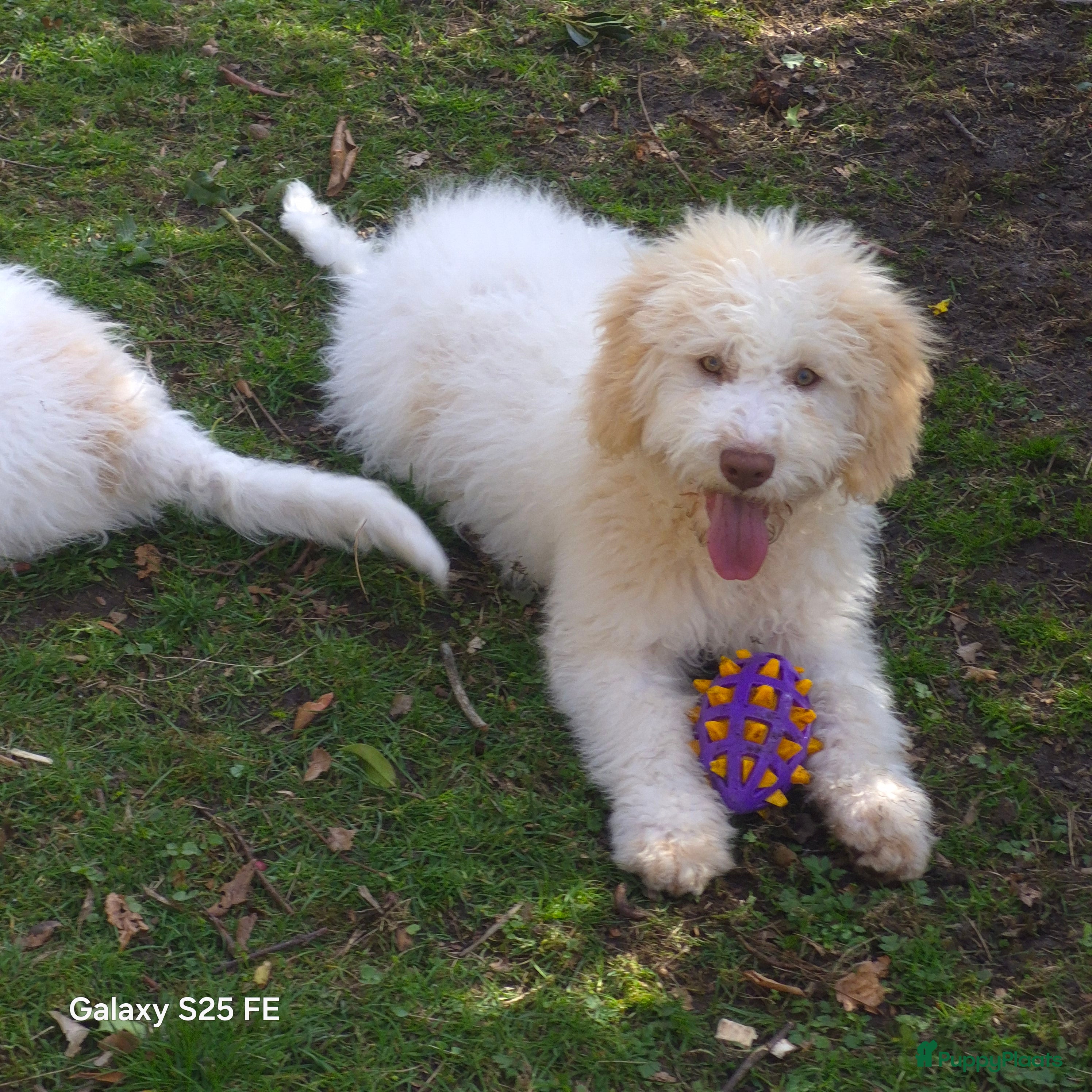 Lagotto Romagnolo honden Lagotto romagnolo pups  - Advertentie 1