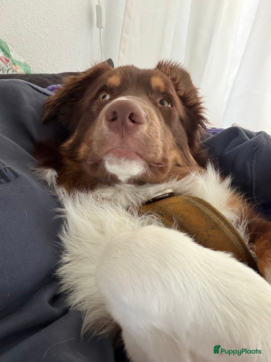 Australian Shepherd honden ter adoptie: Australian Shepherd Bobbi  - Advertentie 7