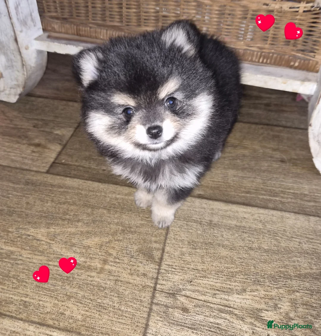 Pomchi honden te koop: SUPERSCHATTIGE POMCHI KNUFFELBEERTJES❤️ZIE FOTO'S  - Advertentie 12