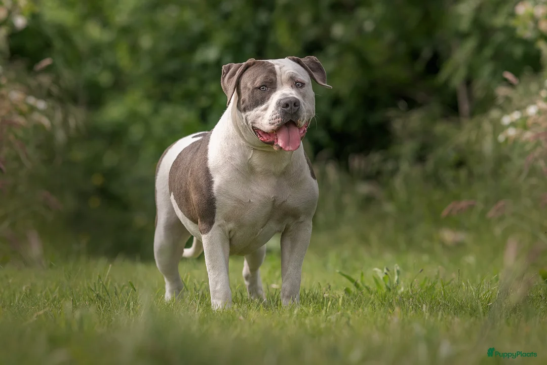 Amerikaanse Bully honden te koop: American Bully XL pups ABKC stamboom - Advertentie 9