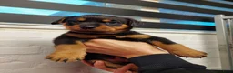 Rottweiler honden te koop: Rottweiler pup  - Advertentie 5
