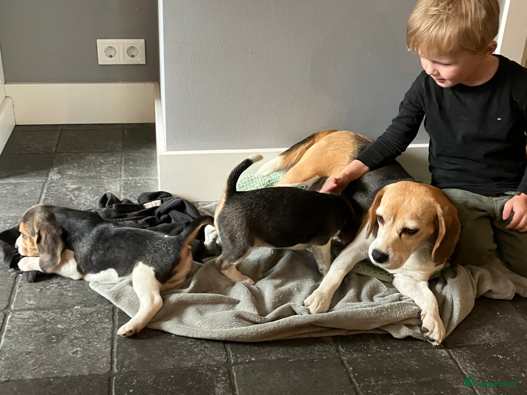 Beagle honden te koop: Beagle pups - Advertentie 19