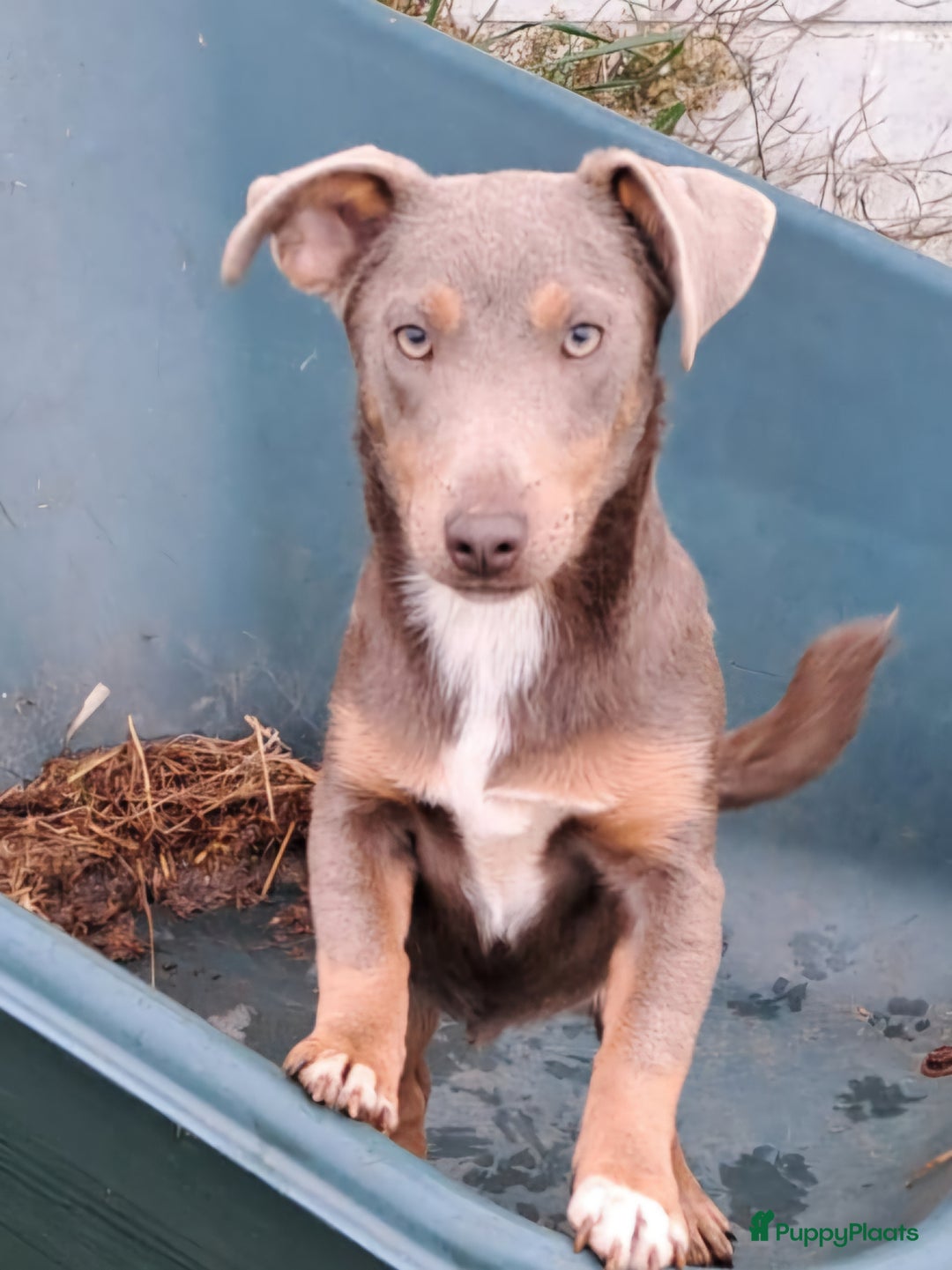Jack Russel Terriër honden te koop: Jack russel mannetjes - Advertentie 4