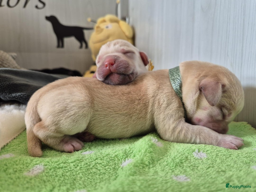 Labrador Retriever honden te koop: Zwarte en gele labrador pups met stamboom - Afbeelding 5