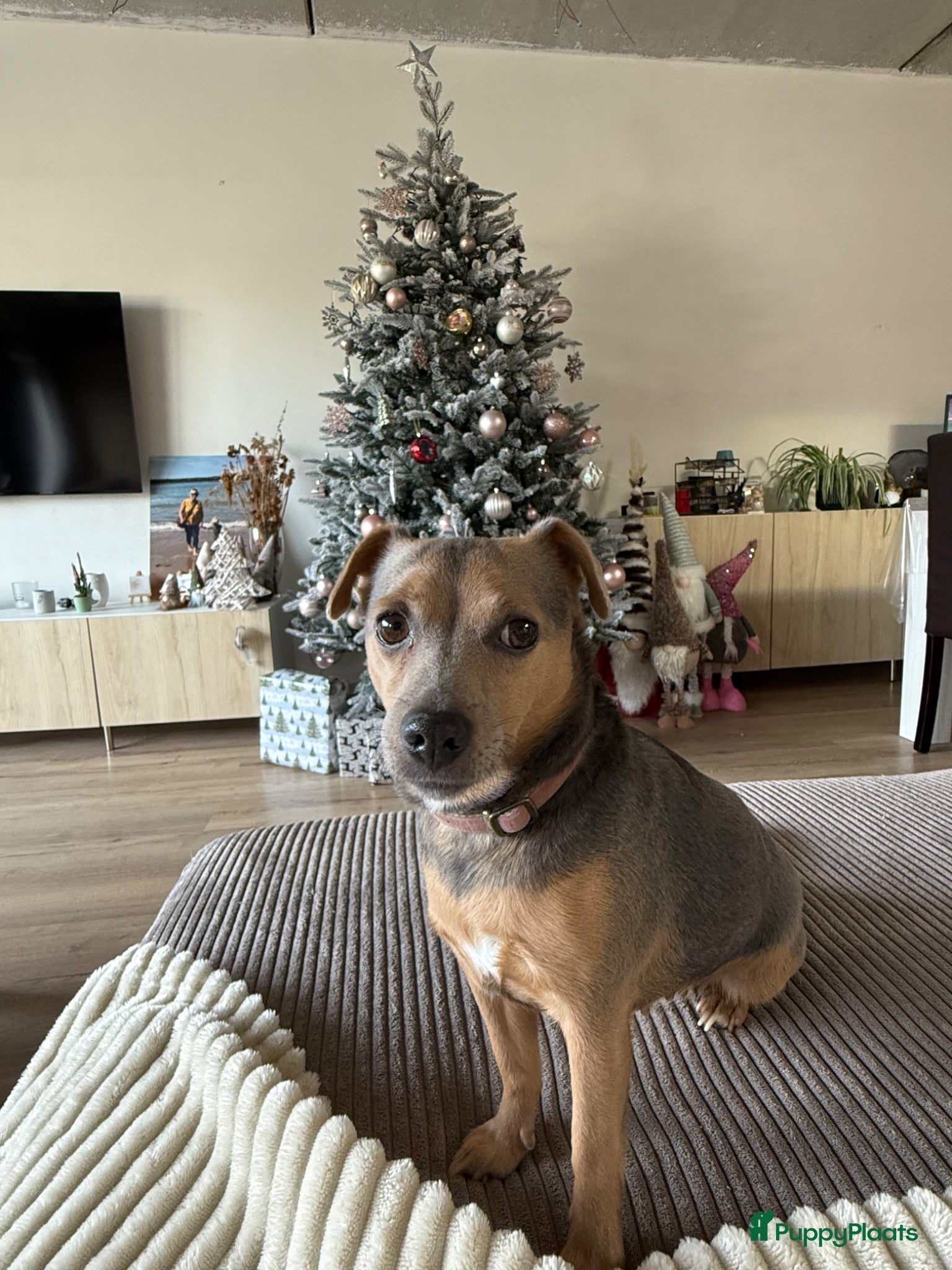 Jack Russel Terriër honden ter adoptie: Jack russel  - Advertentie 1