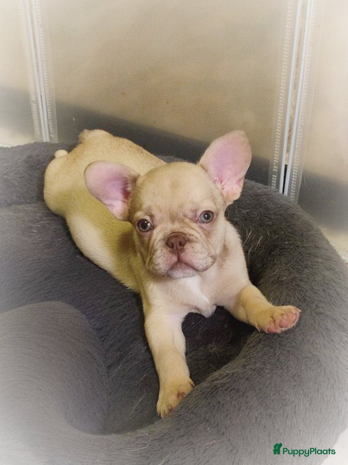 Franse Bulldog honden Laatste Franse bulldog reutje mag verhuizen - Advertentie 1