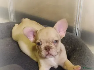 Franse Bulldog honden Laatste Franse bulldog reutje mag verhuizen - Advertentie 1