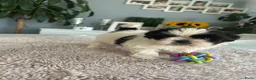 Shih Tzu honden te koop: Shih -Tzu reutje  - Advertentie 3
