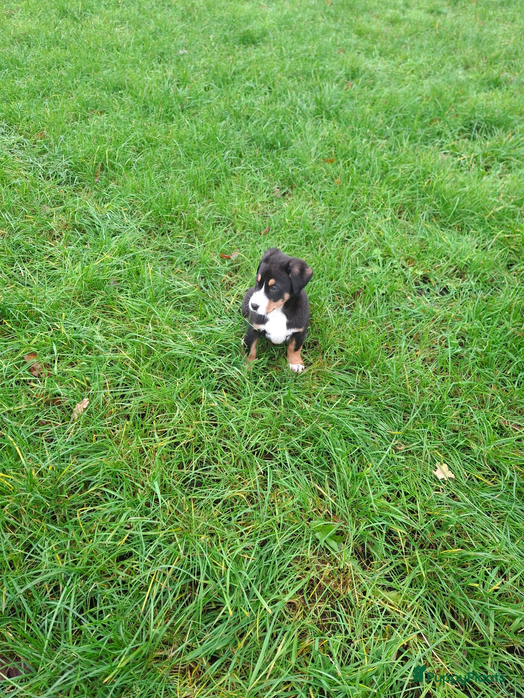 Grote Zwitserse Sennenhond honden te koop: Grote zwitserse sennen pups - Advertentie 15