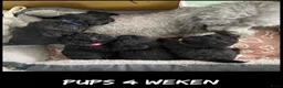 Dwergpoedel honden te koop: Dwergpoedel (zilvergrijs) - Advertentie 3