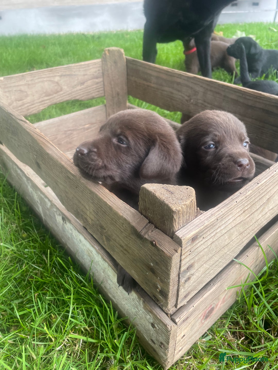 Labrador Retriever honden te koop: Prachtige labrador pups  - Afbeelding 7