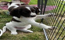 Drentsche Patrijshond honden te koop: Leuke Drentsche patrijshonden pups in Dwingeloo - Afbeelding 3