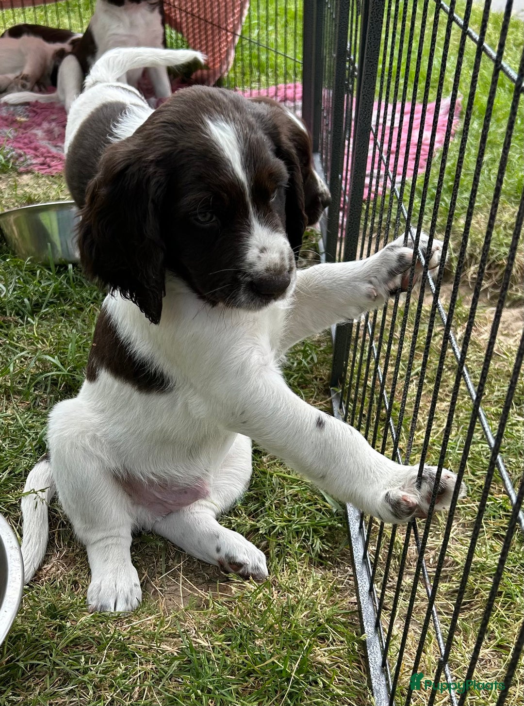 Drentsche Patrijshond honden te koop: Leuke Drentsche patrijshonden pups in Dwingeloo - Afbeelding 3