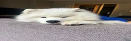 Samojeed honden te koop: Samojeed reu zoekt gouden mandje  - Advertentie 6