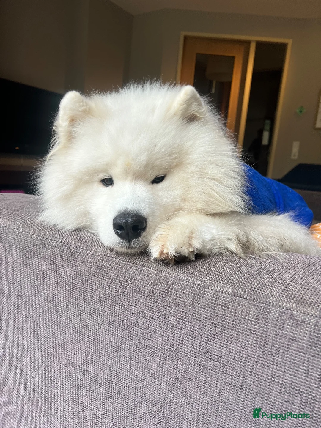 Samojeed honden te koop: Samojeed reu zoekt gouden mandje  - Advertentie 6