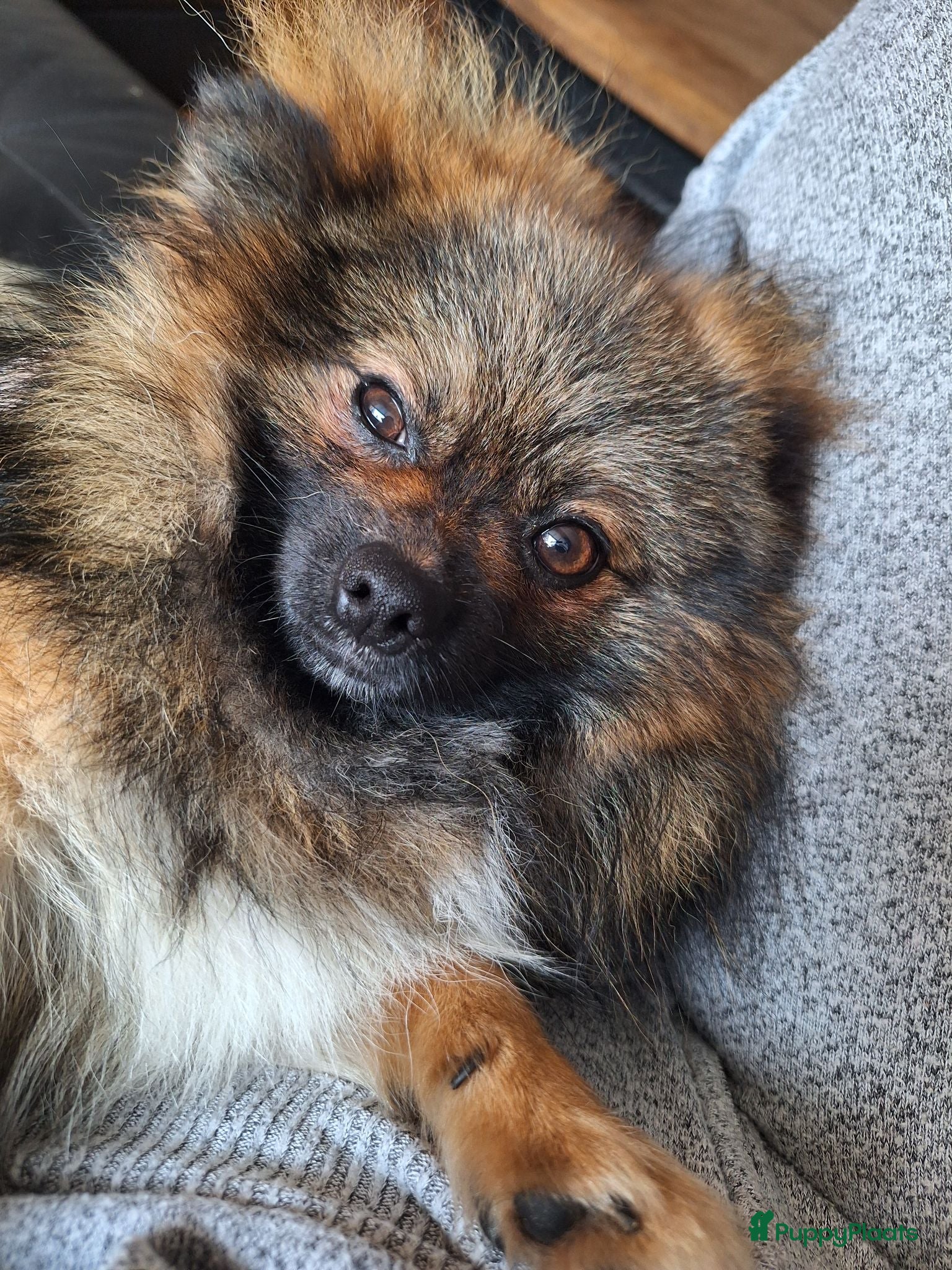 Pomeriaan honden Thor 🩵 Pomeranian / dwergkees dekreu - Advertentie 2