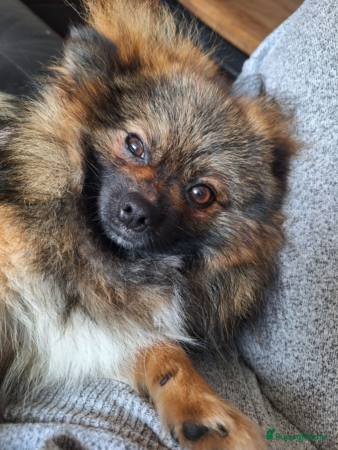 Pomeriaan honden ter dekking: Thor 🩵 Pomeranian / dwergkees dekreu - Advertentie 1